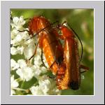 Rhagonycha fulva - Rotgelber Weichkaefer 05.jpg